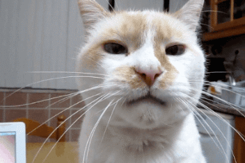 如今的喵星人真是越来越不高冷了,铲屎官:麻烦你有点猫的样子!