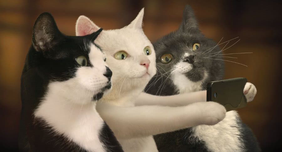 动物的自拍照,超级搞笑,看了让你哈哈大笑