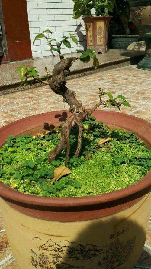 苍劲有力，根部自然“奇特”，雀梅盆景养好了，每个季节都有惊喜