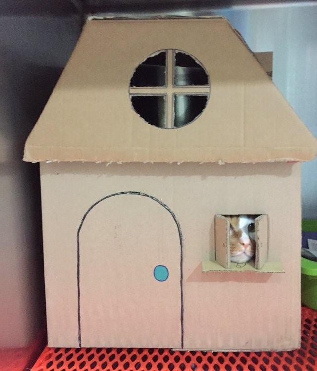 流浪猫变身房产大亨,只因八年前被救助,医生亲手为它建造纸房子
