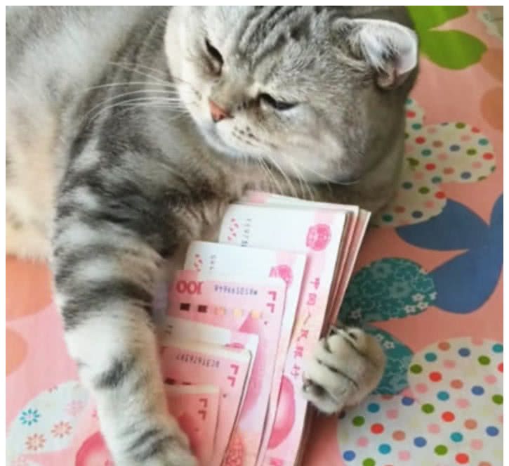 正坐在床上数钱,猫咪一把扑过来抱住钱不撒手,猫也见钱眼开?
