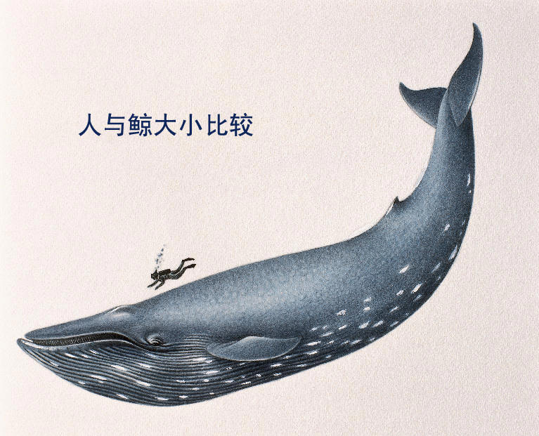 海洋中的巨无霸,有史以来最大动物,由于人类的捕杀却濒临灭绝