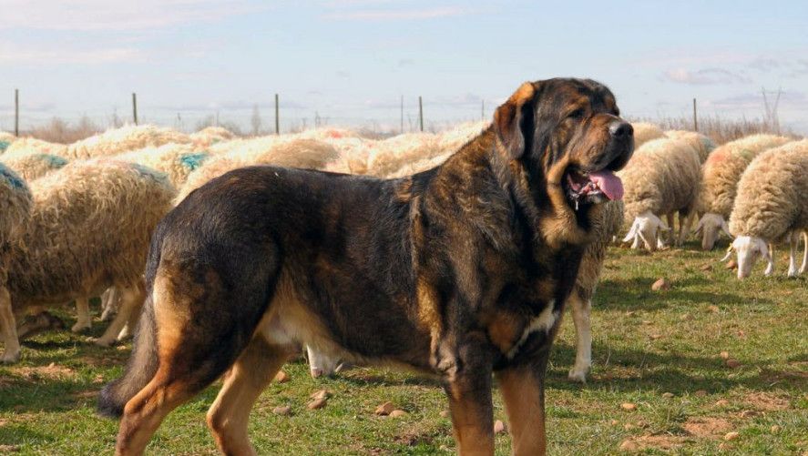 世界獒犬榜单,中国2獒犬入围,藏獒没落后,它将成为草原獒王
