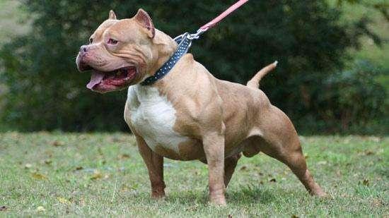 什么狗战斗力最强？世界犬类战斗力排名前十！谁最厉害呢？