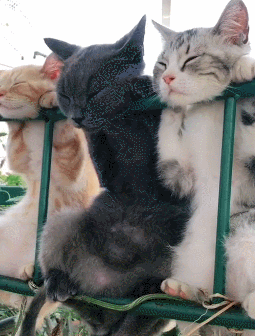 三只猫咪排排挂在瓜棚上睡午觉,蓝猫略显霸气,橘猫表情最为享受