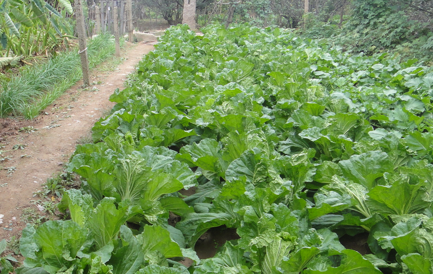 大白菜烂根危害很大,栽种的时候要及时防治,可以适当的喷洒农药