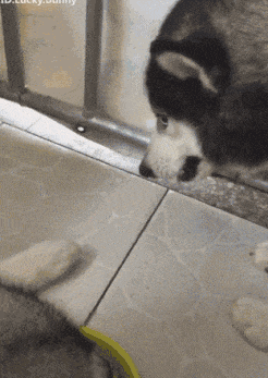 大狗子,没想到你这么怂,敢怒不敢言啊!哈哈