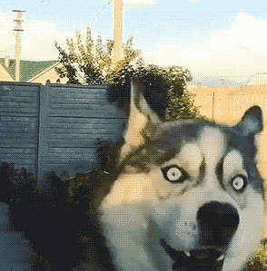 壁纸 动物 狗 狗狗 猫 猫咪 小猫 桌面 294_299 gif 动态图 动图