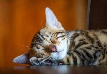 猫晚上不睡觉怎么办?3个简单的方法让它睡得香