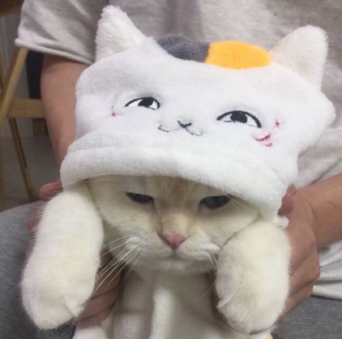 甜萌·猫头表情包,趁着你还没睡,抓紧走一波甜味的包儿可好?