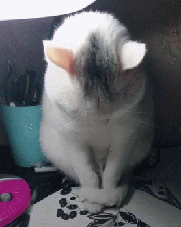壁纸 动物 猫 猫咪 小猫 桌面 265_331 竖版 竖屏 手机 gif 动态图 动