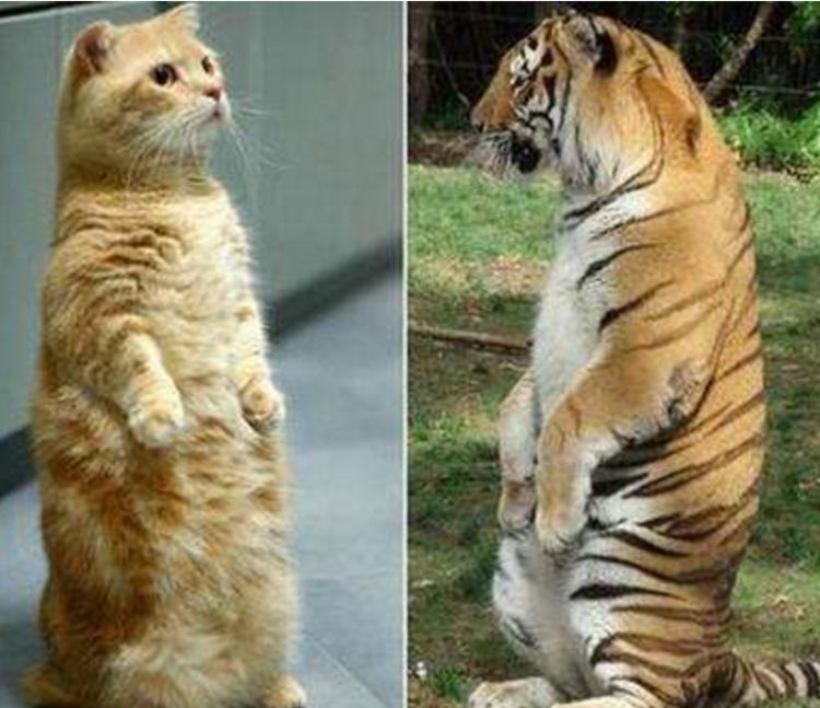 小老虎把大橘猫当兄弟,上去就是搂搂抱抱,橘猫:哥,你认错人了