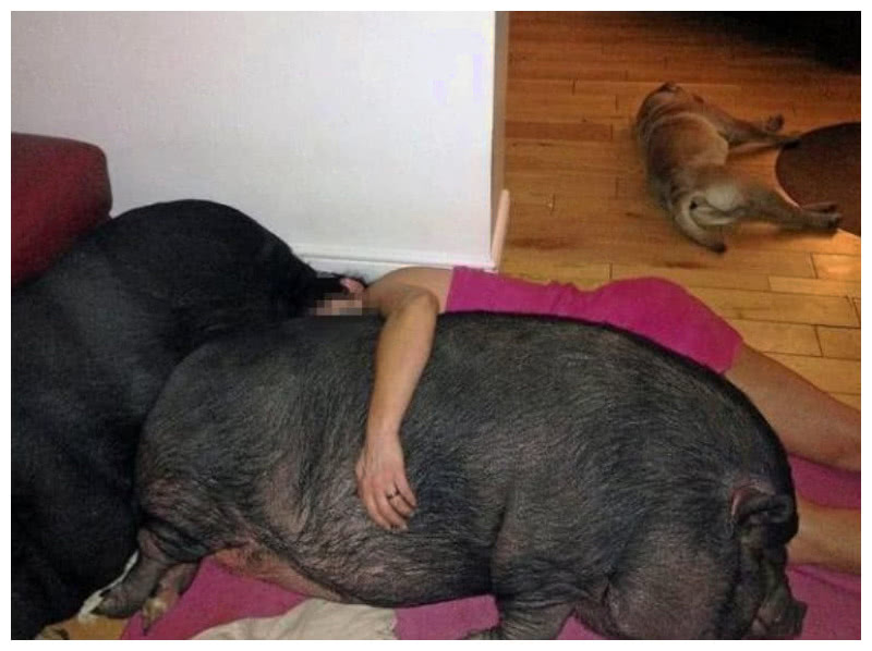 女孩把宠物猪当公主伺候,有时还抱着它睡,双方都活得很美