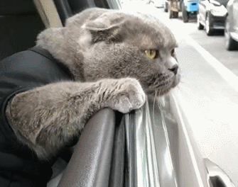 335_264 gif 动态图 动图