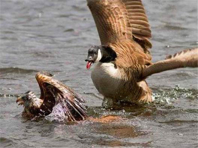 鹰鸡虫猜成语_看图猜成语