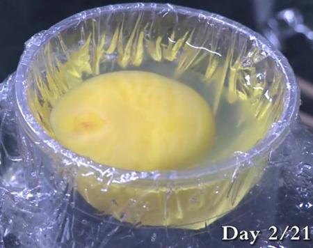 这只小鸡求生欲太强!无壳孵化,其实是一场国际