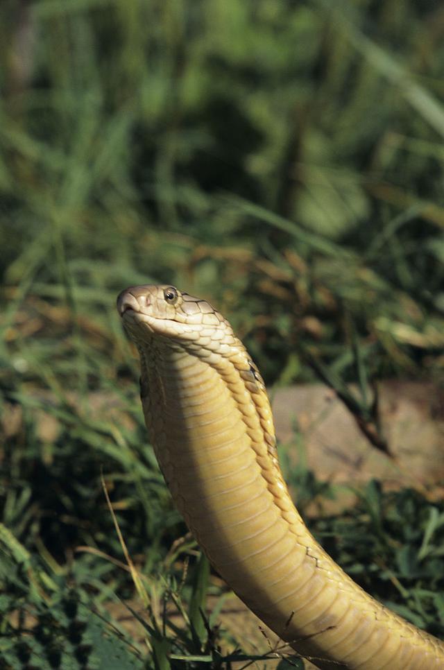 母蛇孵蛋的时候，雄蛇会在一旁守护吗？...