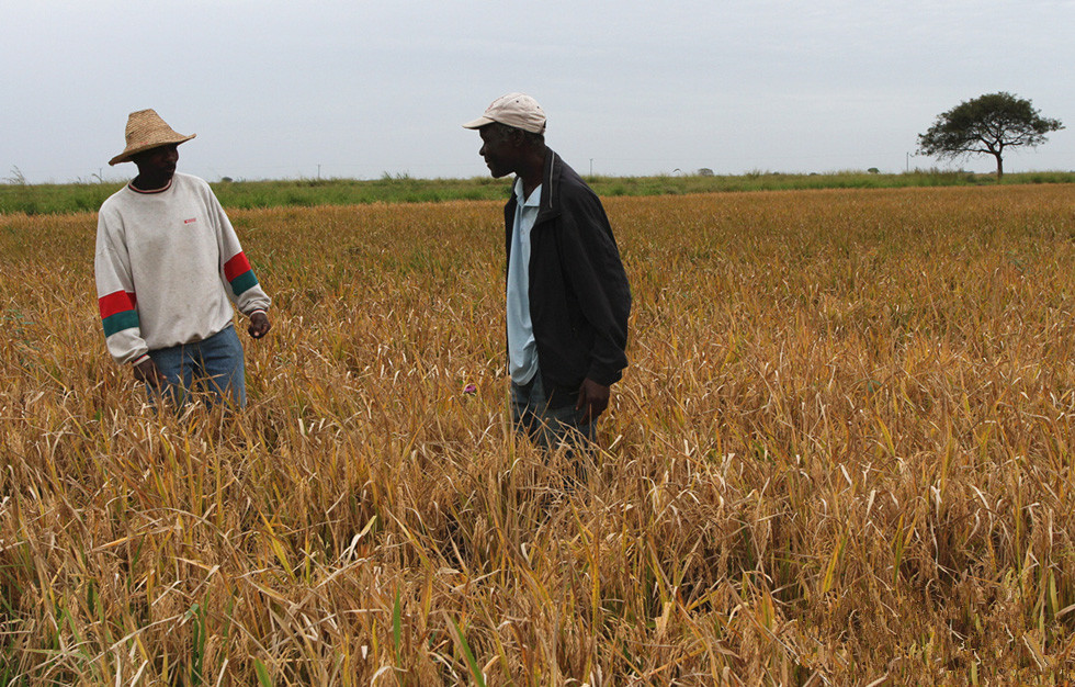 在非洲种田的中国人:大丰收的时候,引得当地农