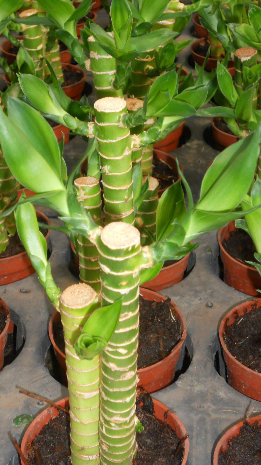 原来富贵竹这样养护，才能养出“九层宝塔”，花开富贵、竹报平安