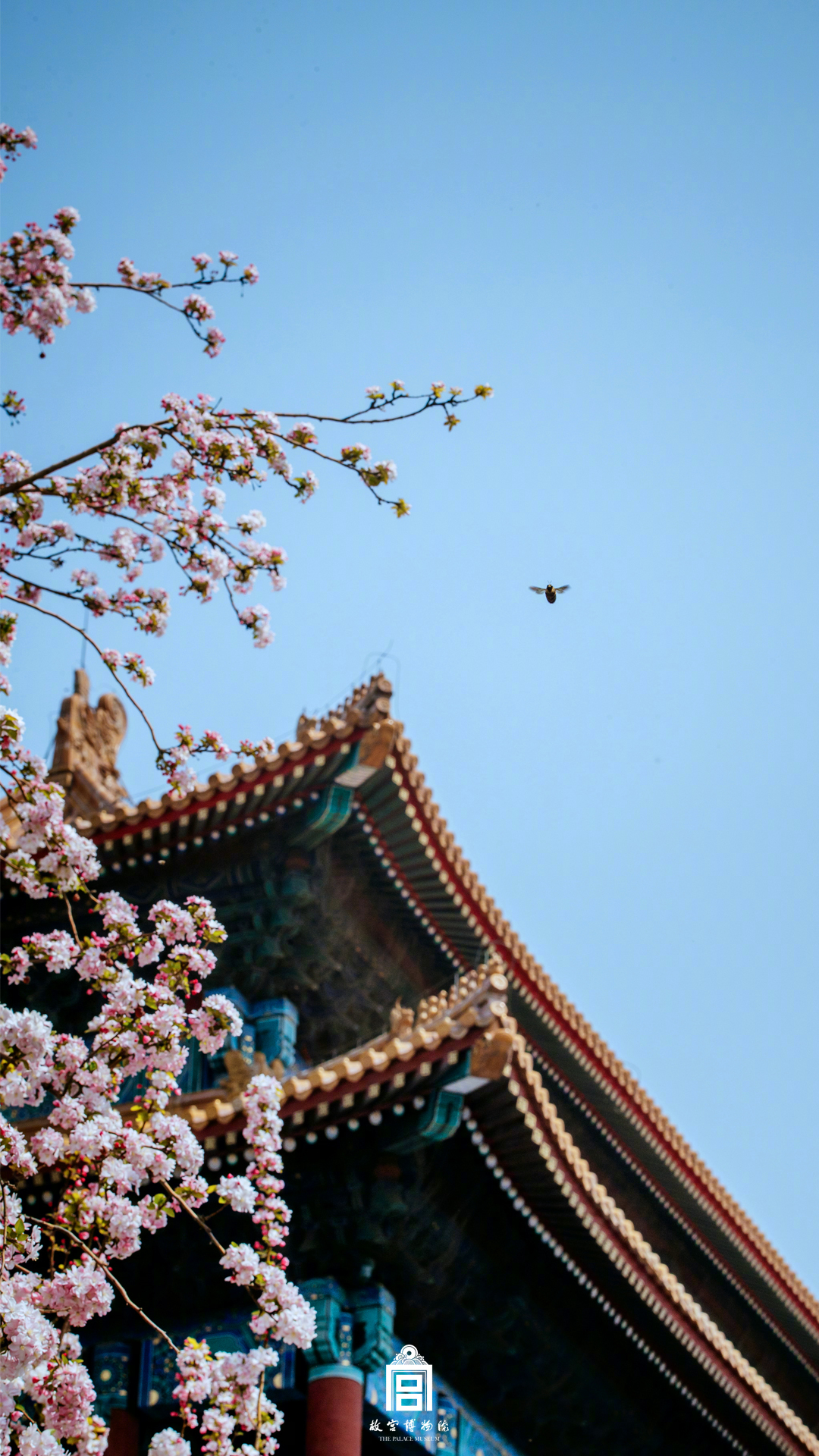 朱婷宣布将回归中国女排