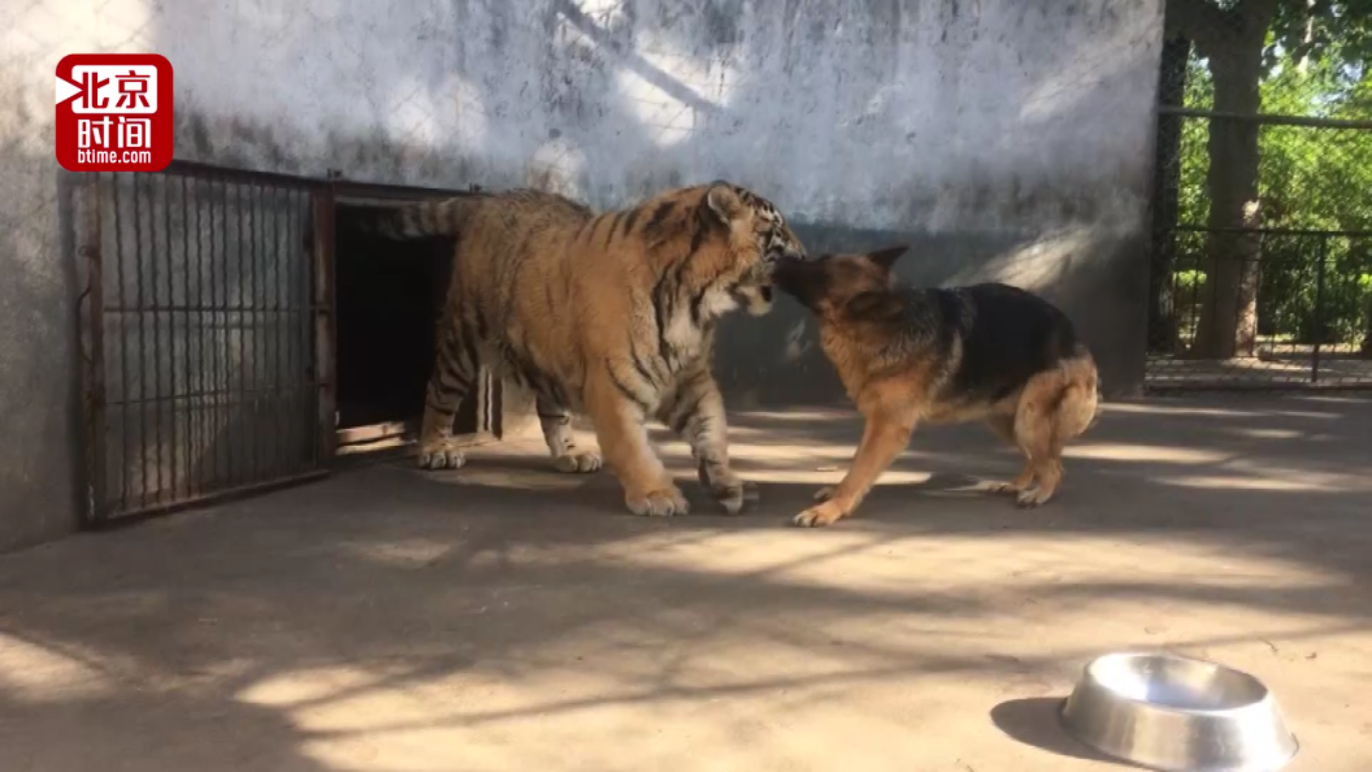 视频|特别的缘分!老虎和牧羊犬同住一笼不亦乐乎