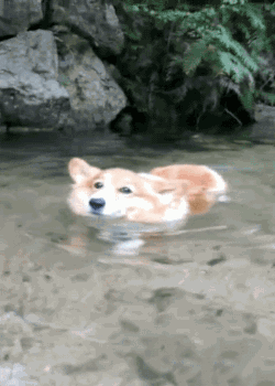 壁纸 动物 狗 狗狗 250_350 竖版 竖屏 手机 gif 动态图 动图