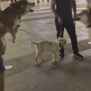 铲屎官一放下秒怂,这就是狗仗人…势?