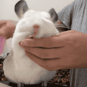 一只会微笑的龙猫,可爱得像枚糯米糍