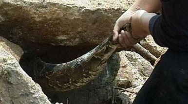 揭秘辽宁蟒蛇事件真相 修路挖出17米巨蟒