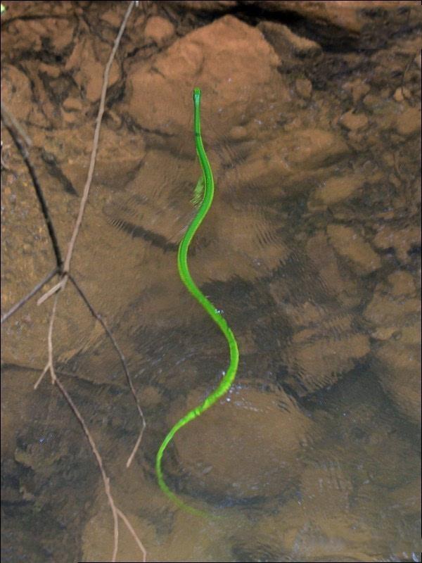 翠青蛇,一种无毒温顺的中等体型卵生绿蛇长和有毒的竹叶青混淆!