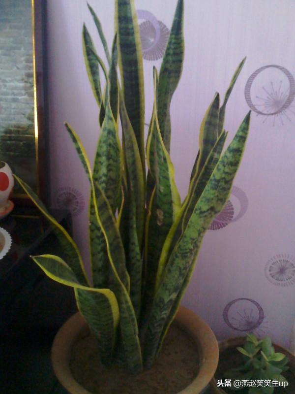 鲜花摄影分享,盆栽