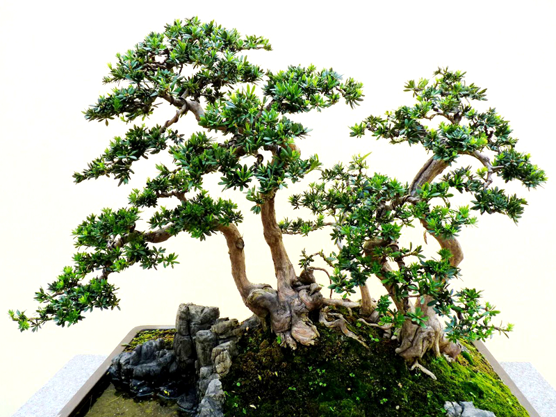 农村一种植物,可盆栽做盆景,若您看到,请留意一下!