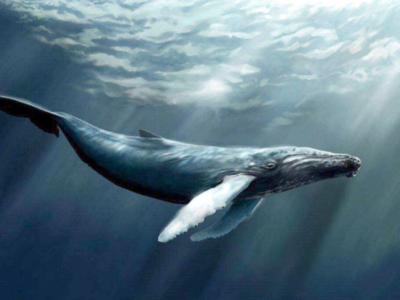 庄子》,孩子们的哲学启蒙书:北冥有鱼,其名为