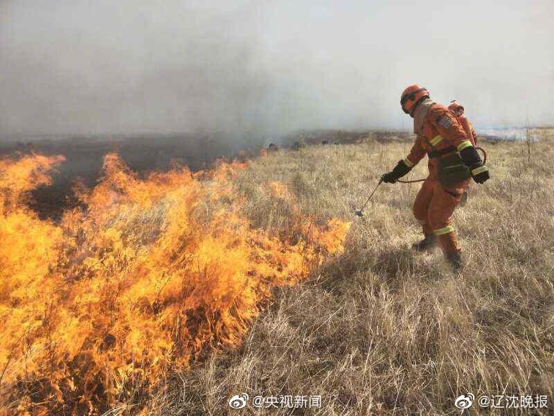 金毛直立行走爬楼梯引争议 网友：主人太无知