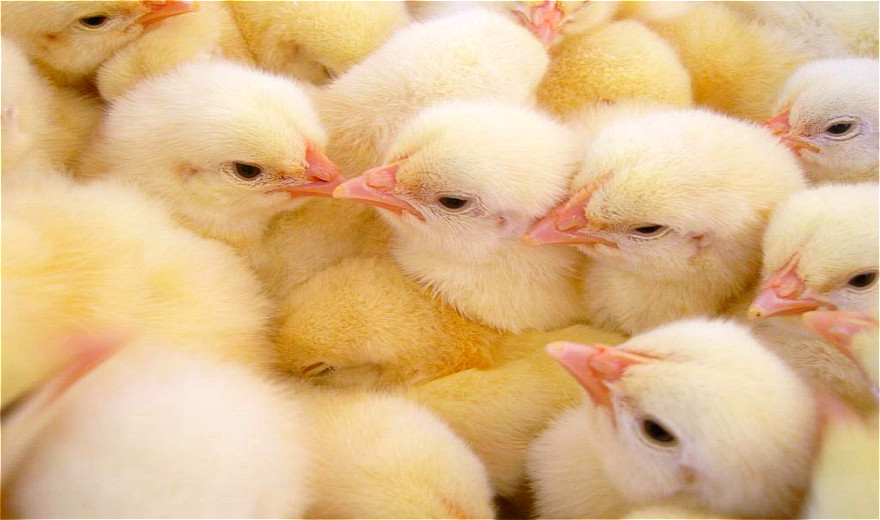 蛋鸡职业去产能筛选的不只是鸡而是落后的你！