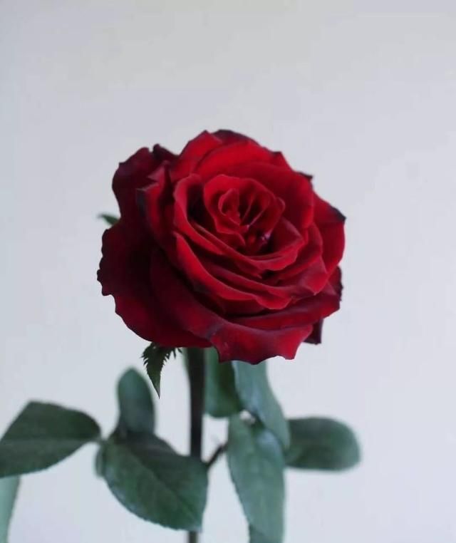 每日一花 | 唯一有绒毛厚花瓣的红玫瑰,情人节表白的必备花材