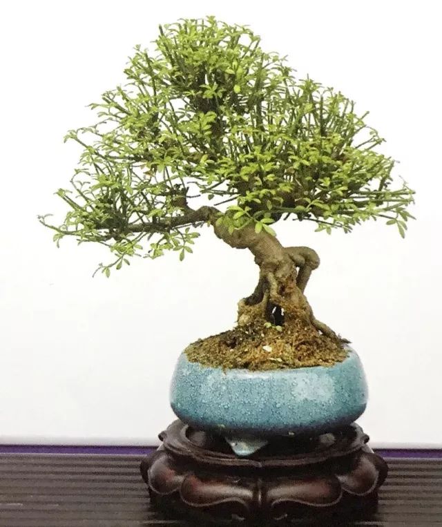 迎春花儿开,剪下根系来,迎春花根插就能做盆景!!