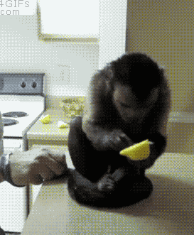 壁纸 动物 狗 狗狗 猫 猫咪 小猫 桌面 273_331 gif 动态图 动图