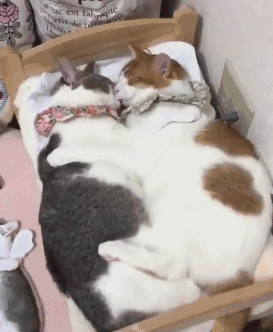 两只猫躺在床上秀恩爱,身为单身狗的主人,被喂了好大一盆狗粮