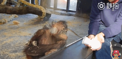 大猩猩一眼识破游客表演的魔术,还嘲笑的前仰后合