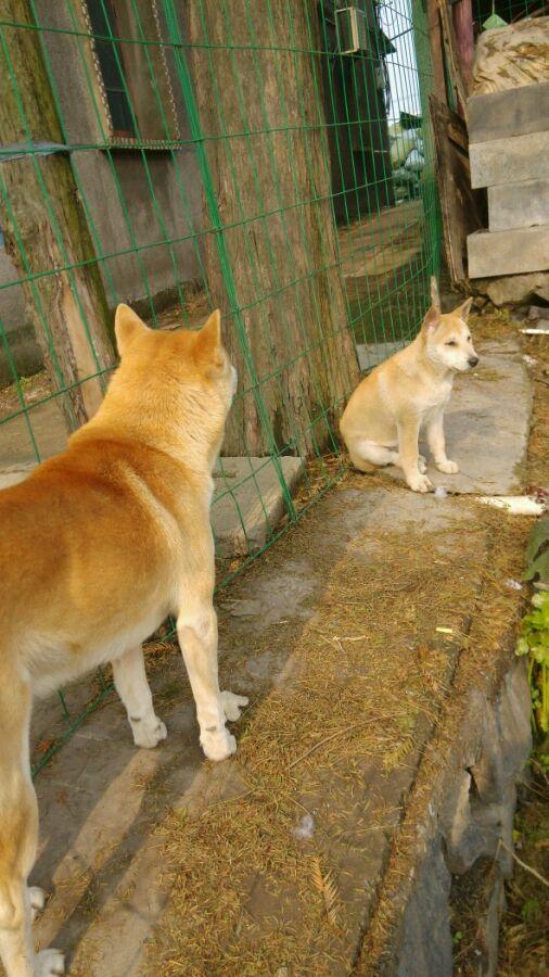 大黄 田园里土生土长的大黄狗