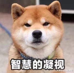 狗狗最嫌弃主人的 10 种行为, 说不定你的一个眼神