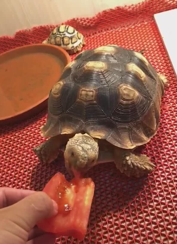 乌龟爱吃西红柿,一天喂一个,后面的小乌龟都看不下去了