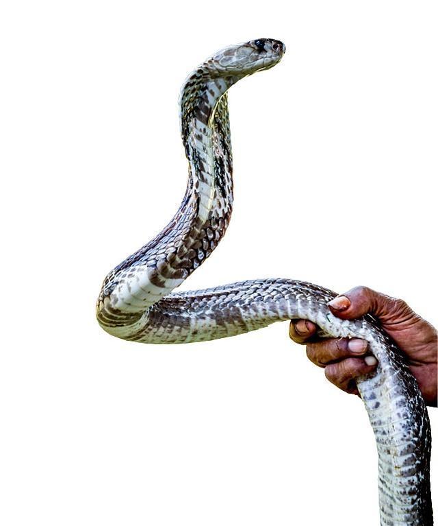 很多人都说打蛇打七寸,蛇的七寸到底在哪