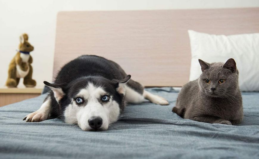 纵横动物界的猫咪遇到它也要躲起来,哈士奇:猫在哪儿?