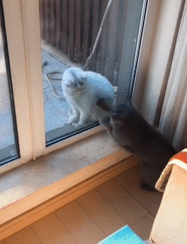 网友被流浪猫找上家门,家猫气的隔着玻璃挠流浪猫:我要挠死它!