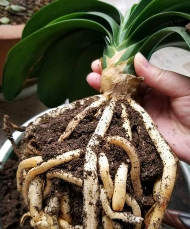 四个步骤给君子兰换盆换土，服盆快，长势好，不空根烂根