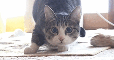 壁纸 动物 狗 狗狗 400_210 gif 动态图 动图