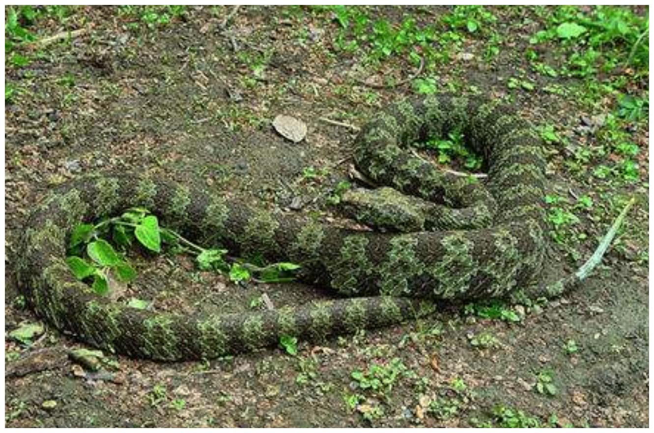 地球上最毒辣的蛇,真不是眼镜蛇,是这种“非主流”外观的蛇类