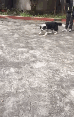 汪:旋转跳跃,我闭着眼!